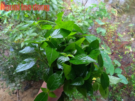 Cơm lam độc đáo của người Tày - 6