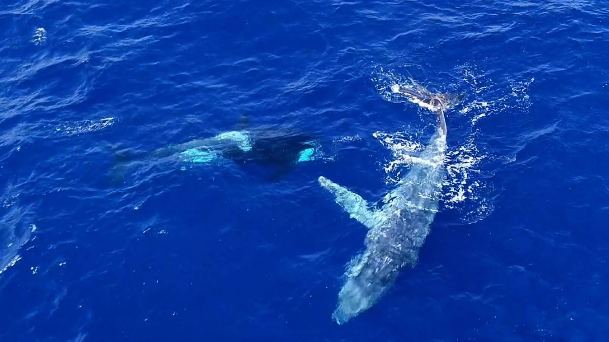 Cá voi sát thủ tiến lại gần xem xét tình trạng của một con cá voi lưng gù bị mắc lưới.