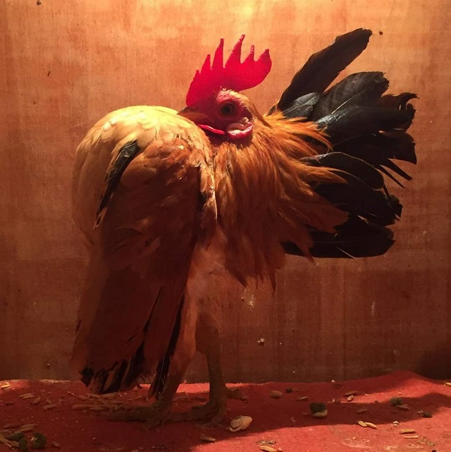 Đối với những con gà có màu sắc đặc biệt như màu cú, màu bông… giá bán có thể lên tới 20-30 triệu đồng/con. Thậm chí, những con gà đạt giải ở các cuộc thi gà cảnh thì có giá cao tới 50 triệu đồng.
