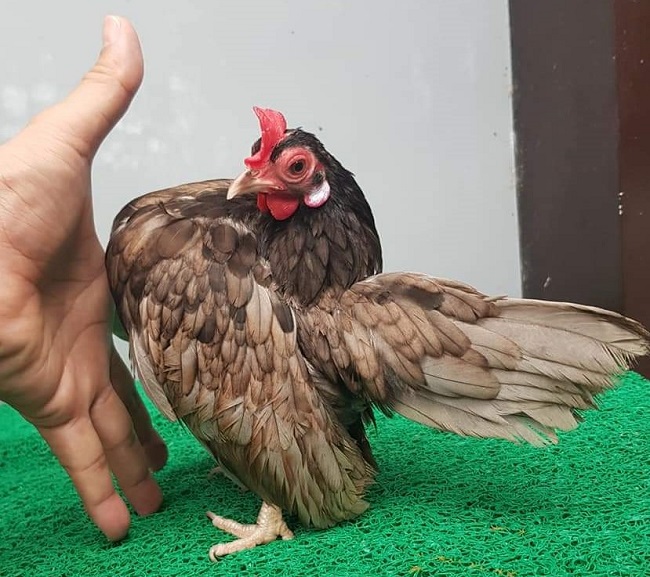 Theo anh Nguyễn Quang Hoàng Vũ, người nuôi gà Serama tại Hải Phòng, giá trị của loại gà này phụ thuộc lớn nhất vào tư thế, kiểu đi và màu lông của từng con gà.
