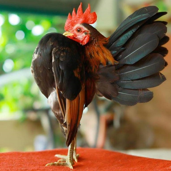 “Một con gà đẹp, thu hút sự chú ý với dáng đứng hiên ngang và cấu tạo cơ thể chặt chẽ sẽ có giá cao”, anh Vũ nói.

