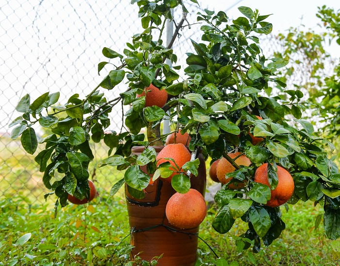 Ngoài bán bưởi quả, bưởi giống, ông Phương còn làm bưởi bonsai bán Tết.