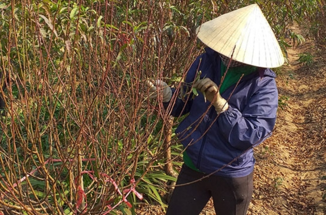 Tiền công mà người dân được trả cho việc tuốt lá đào rơi vào khoảng 250.000 đồng/ngày, cao hơn nhiều so với thu nhập của nghề làm nương rẫy vất vả, phải &#34;dãi nắng dầm mưa&#34; và yêu cầu thể lực tốt.&nbsp;
