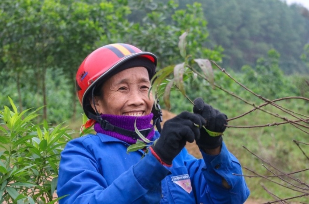 Trung bình mỗi cây đào sẽ cần được tuốt lá 2 lần: một lần tuốt lá để khiến cây ra mắt (thời gian vào khoảng cuối tháng 10, đầu tháng 11 âm lịch), lần tuốt lá thứ hai sẽ diễn ra vào khoảng giữa tháng 11 âm lịch để cây có thể tập trung nuôi dưỡng mắt.
