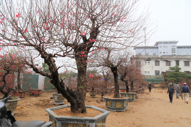 Những ngày này, trên tuyến đường đại lộ Lê Nin (TP Vinh, Nghệ An), các nhà vườn đã bắt đầu đánh chuyển các cây đào đẹp, gốc đào “khủng” bày dọc con đường này để phục vụ người dân đón Tết. Nhiều cây đào được bán và cho thuê với giá từ 100 – 130 triệu đồng/cây.