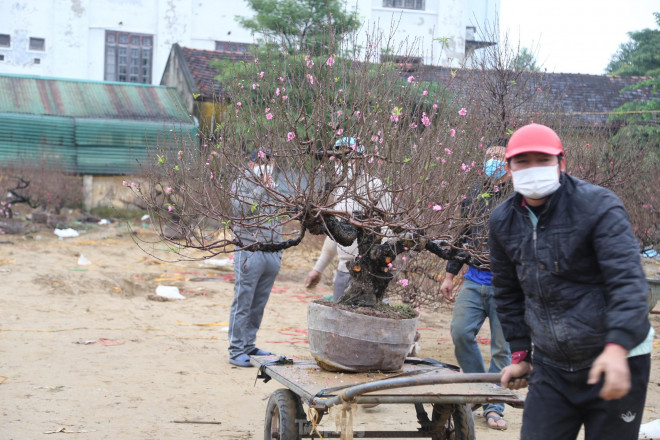 Những cây đào nhỏ, giá "mềm" hơn được đại đa số người dân mua về trưng Tết.