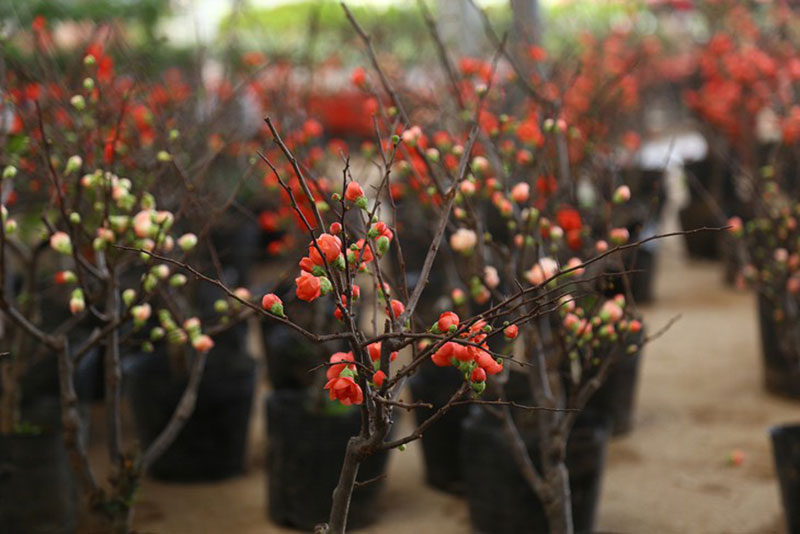 Không ít tiểu thương sử dụng những mánh khóe tinh vi, "làm hàng", "trang điểm" màu mè cho cây cảnh, thậm chí gắn hoa giả khiến nhiều người dễ bị lừa.&nbsp;
