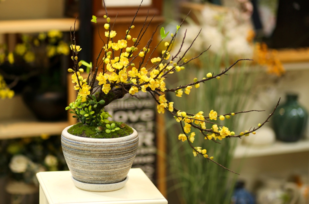 Có thể nói, mai bonsai đang rất được yêu thích do khách hàng hiện đang hướng đến những kiểu mai nhỏ, đẹp, tiện di chuyển, phù hợp với những khu nhà chung cư, cao tầng.
