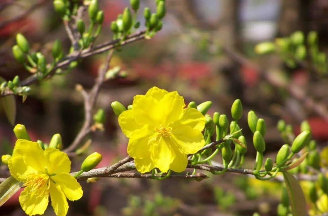 Hoa mai bonsai mini được trồng trong chậu sứ hoặc chum nhỏ giúp tôn lên vẻ đẹp đài các, duyên dáng của loại hoa được mệnh danh là “linh hồn” ngày xuân. 
