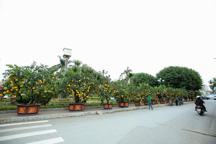 Những ngày này, bất cứ ai đi qua khu vực đường Lạc Long Quân (Tây Hồ, Hà Nội) đều phải trầm trồ trước nhiều vườn bưởi cảnh có một không hai phục vụ người dân chơi Tết. Thời điểm hiện tại, một số cây bưởi thuộc loại “hàng khủng” đã được khách mua đặt trước với số tiền lớn để giữ&nbsp;chỗ.