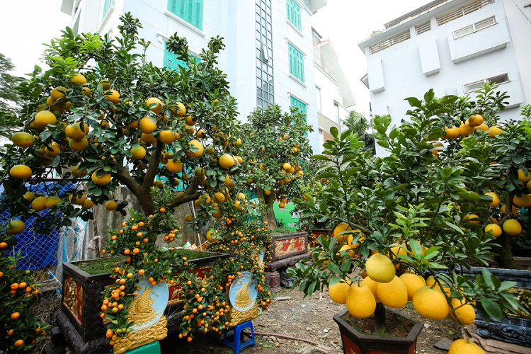 Thời điểm này, khách bắt đầu tời vườn tìm mua bưởi, đào, quất nhiều vì sợ để lỡ mất cây đẹp. Những cây khách đặt nhưng không lấy ngay sẽ được chủ vườn chăm sóc cẩn thận trước khi giao cây đến tay khách.