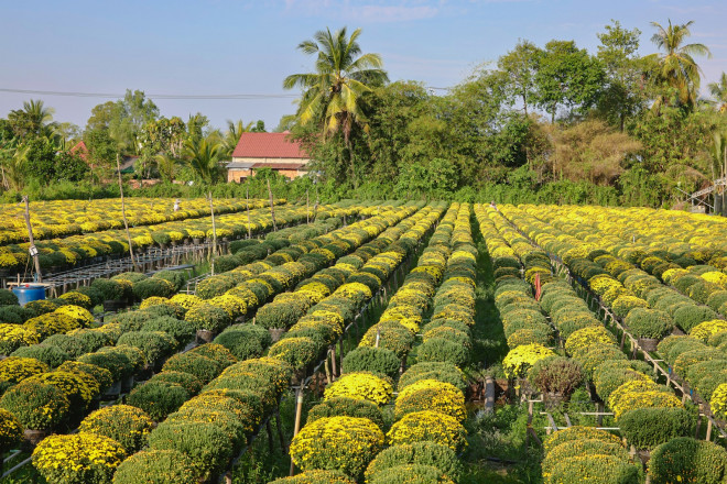 Hoa xuân nhuộm vàng một góc trời tại Làng hoa Sa Đéc, tỉnh Đồng Tháp.