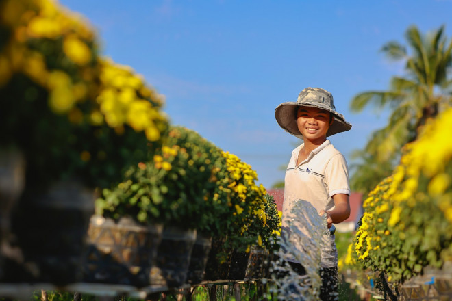 Những ngày này, làng hoa Sa Đéc đang bước vào thời điểm nhộn nhịp nhất để chuẩn bị giao hoa đi khắp nơi trước ngày 23 tháng Chạp.