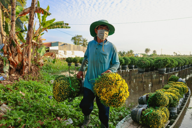 Anh Lập&nbsp;với hàng chục năm kinh nghiệm trồng hoa Tết, đang đưa hoa lên thuyền để bán.