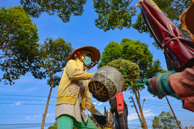 Những chậu hoa đã sẵn sàng để được du xuân khắp mọi miền đất nước.