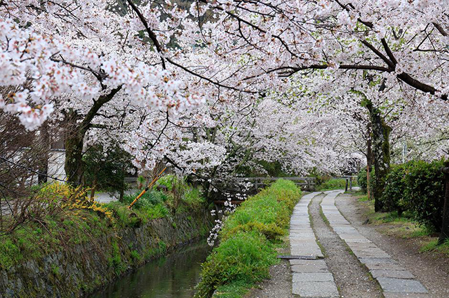 Con đường Triết gia, Kyoto, Nhật Bản: Con đường Triết gia là một con đường đá hẹp men theo dòng chảy của một con kênh ở quận Higashiyam, Kyoto. Vào mùa hoa anh đào nở rực rỡ, nơi đây trở thành một trong những địa điểm hàng đầu của thành phố để ngắm hoa anh đào (hanami).
