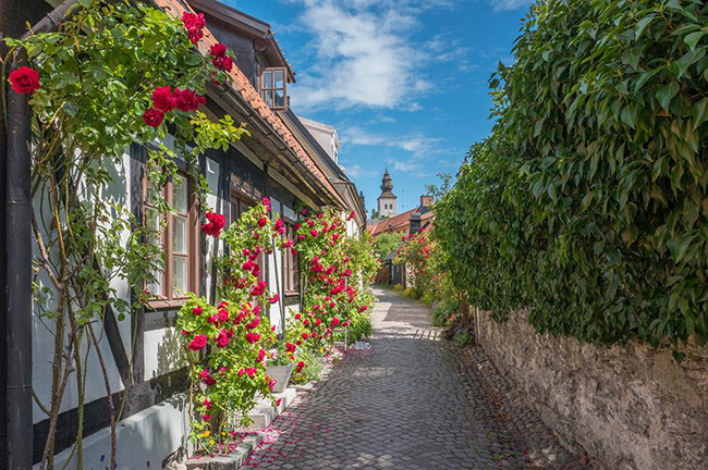 Fiskargränd, Visby, Thụy Điển: Nép mình trên hòn đảo Gotland của Thụy Điển, thị trấn Visby của người Viking là khu định cư lớn nhất của hòn đảo. Thị trấn có tường bao quanh là trung tâm nghệ thuật, sân khấu và âm nhạc cổ điển, đồng thời được biết đến với các món ăn đặc sản riêng có sử dụng nghệ tây nổi bật.&nbsp;
