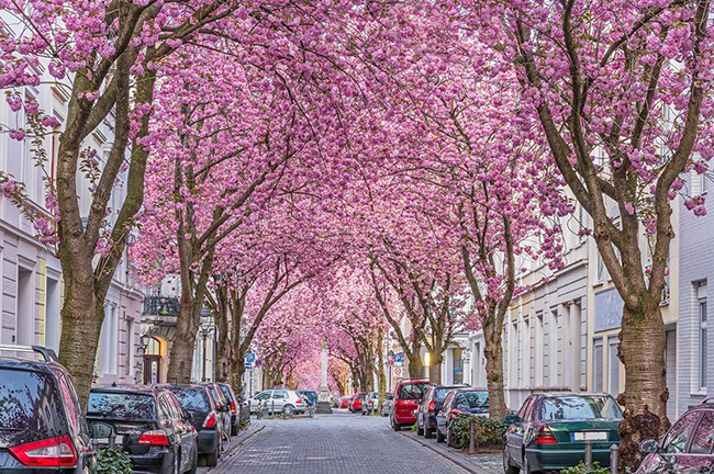 Heerstraße, Bonn, Đức: Con phố này ở thành phố Bonn của Đức chỉ là một con đường trong khu dân cư rải sỏi xinh xắn. Tuy nhiên, hãy đến đây trong lễ hội Kirschblütenfest (Lễ hội hoa anh đào) và bạn sẽ được chào đón bởi một màn hoa anh đào vô cùng đẹp mắt.&nbsp;
