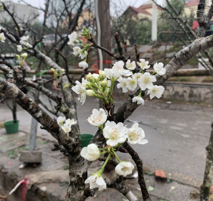 Người chơi hoa lê rừng không chỉ yêu màu trắng tinh khôi, mộc mạc của nó mà còn bị hấp dẫn bởi vẻ đẹp rêu phong toát lên từ thân cành xù xì, mốc trắng.
