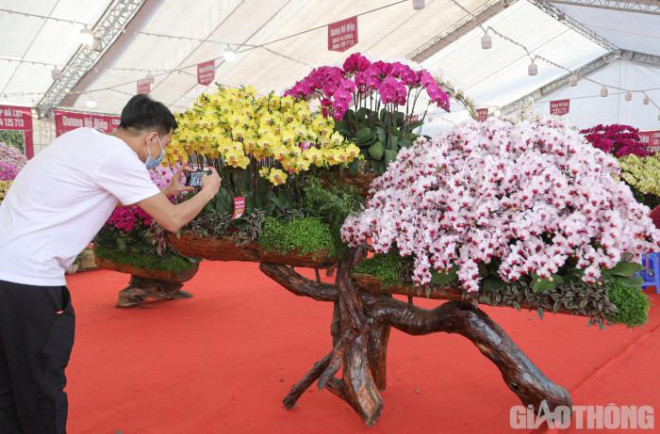 Việc trưng bày lan hồ điệp cũng mang nhiều ý nghĩa, từ dáng, thế, cho đến số cây trên đầu chậu. Có thể kể đến như: thế cánh buồm, thế mâm xôi... cùng việc lựa chọn lượng cành dựa vào con số phong thuỷ như 86 (phát lộc), 68 (lộc phát)...