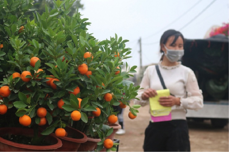 Quất tiểu cảnh có giá trung bình khoảng 40 – 100 nghìn đồng một cây