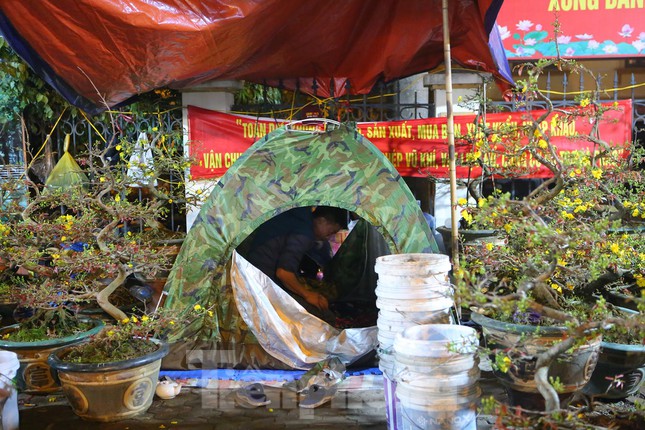 "Vườn mai của tôi khá độc, lạ, đẹp có giá trị lớn nên liên tục 2 anh em phải thay nhau thức trông suốt đêm, đề phòng bị ngắt, hái và phá hoại", anh Hoàng nói.