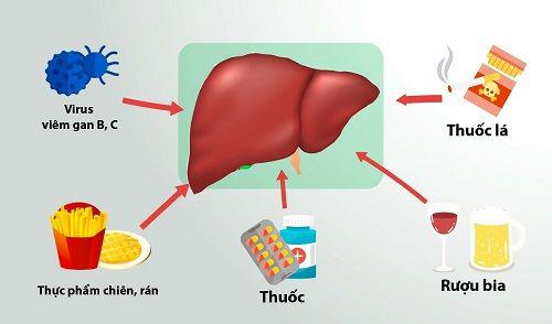 Các yếu tố gây hại gan.