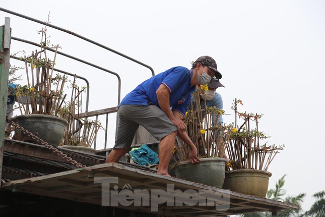 Hàng trăm chậu mai được các nhà vườn mua từ Phú Yên, Bình Định mang về “hội quân” với sắc vàng rực rỡ và những dáng thế rất đẹp mắt.