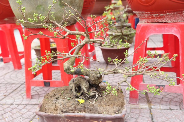 Đặc biệt, nhiều nhà vườn cũng “trình làng” những chậu mai bonsai có dáng, thế “độc, lạ” thu hút khách mua. Những chậu mai bonsai với nhiều dáng, kích cỡ và giá tiền khác nhau.