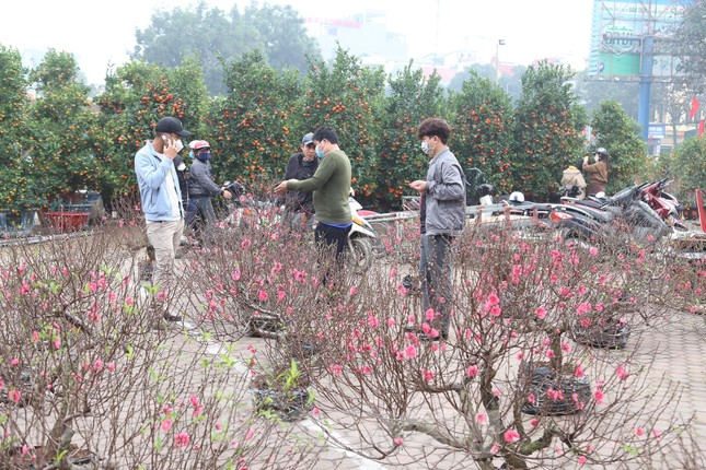 Những ngày giáp Tết, người dân tranh thủ để nhìn ngắm và chọn mua những chậu hoa mai, hoa đào đẹp nhất về chưng trong những ngày Xuân.