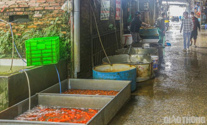 Cận cảnh cá chép &#34;về&#34; chợ Yên Sở phục vụ người Hà Nội cúng ông Công ông Táo - hình ảnh 1