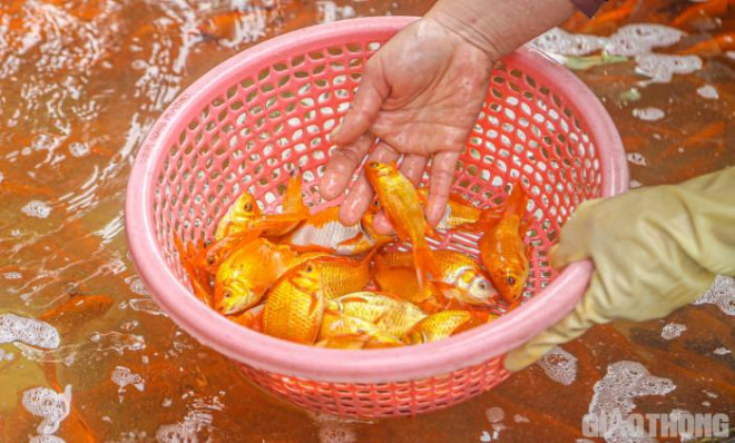 Cận cảnh cá chép &#34;về&#34; chợ Yên Sở phục vụ người Hà Nội cúng ông Công ông Táo - hình ảnh 8