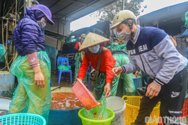 Những ngày này, xe tải lớn nhỏ liên tục chở cá về chợ đầu mối phục vụ người dân. Sau đó, cá sẽ được đưa vào cân và phân loại lớn, nhỏ.