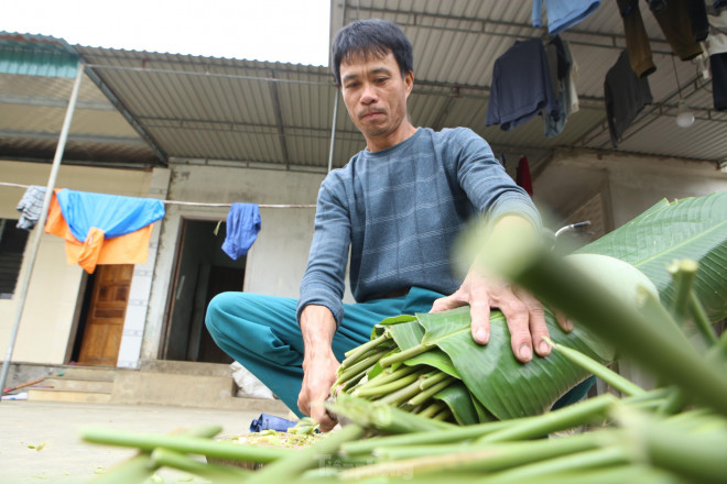 “Sau khi cắt xong, lá sẽ được đưa về nhà chọn lọc, bó thành từng bó 1. Mỗi ngày hai vợ chồng cắt rồi chở xe máy ra các điểm thu mua để bán kiếm thêm thu nhập trong dịp Tết. Lá dong chỉ thu hoạch một lần, như năm nay được mùa, tại vườn ước tính được trên 7 triệu đồng”, anh Kiên cho biết.