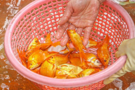 Cận cảnh cá chép "về" chợ Yên Sở phục vụ người Hà Nội cúng ông Công ông Táo