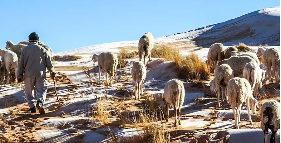 Người ta nhìn thấy những con cừu đang đứng trên cồn cát phủ đầy băng ở Algeria Sahara vào tháng 1 năm 2021 khi nhiệt độ giảm xuống dưới 0.