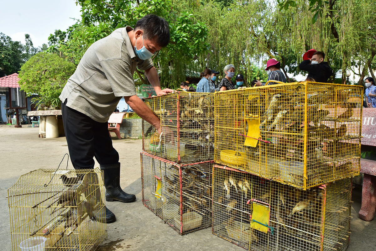 Nhiều người mua từ vài con đến vài chục con để phóng sinh. Cũng có những người mua hàng trăm con để phóng sinh.