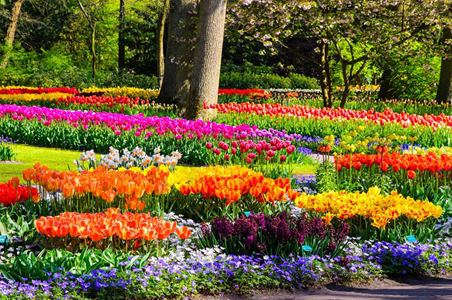 Không có một buổi trưng bày hoa tulip nào vào mùa xuân lớn như ở vườn Keukenhof. Từ lúc vào mùa thu, người ta phải mất 3 tháng để trồng bảy triệu củ hoa với 800 loại tulip khác nhau để tạo ra một nơi trưng bày hoa tulip lớn nhất thế giới.&nbsp;
