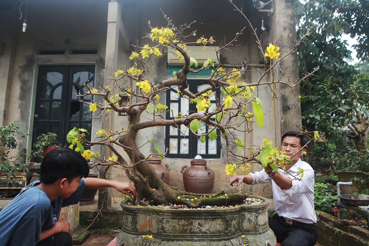 Cây mai “thuyền hoa” dáng long có giá khoảng 500 triệu đồng. Theo anh Khải, năm nay giá cây cảnh cao hơn mọi năm vì những cây thương hiệu, đẹp đã được mua hết.