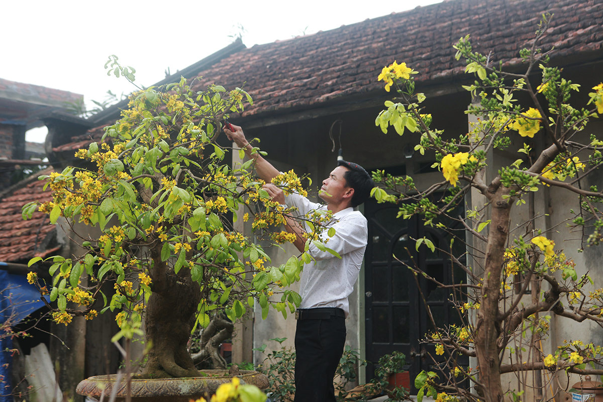 Những gốc mai cổ thụ rất quý hiếm, anh Khải coi như “báu vật” trong vườn. Anh mong muốn chỉ cho khách thuê chơi Tết chứ chưa có ý định bán