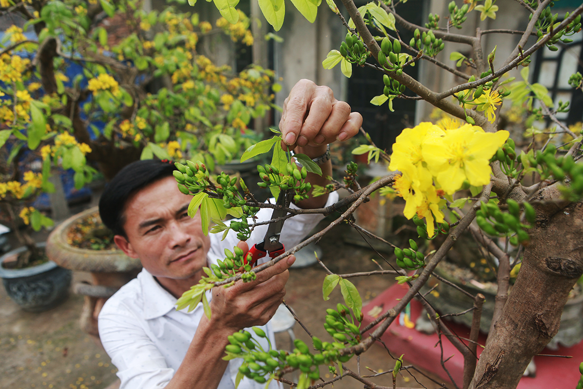 Sau nhiều “nghiên cứu” thời gian sinh trưởng và phát triển của mai Yên Tử, anh Nguyễn Quang Khải ( Sóc Sơn, Hà Nội) đã thành công với kỹ thuật “điều khiển” mai Yên Tử nở đúng Tết, đem lại thu nhập hàng trăm triệu&nbsp; đồng mỗi năm.