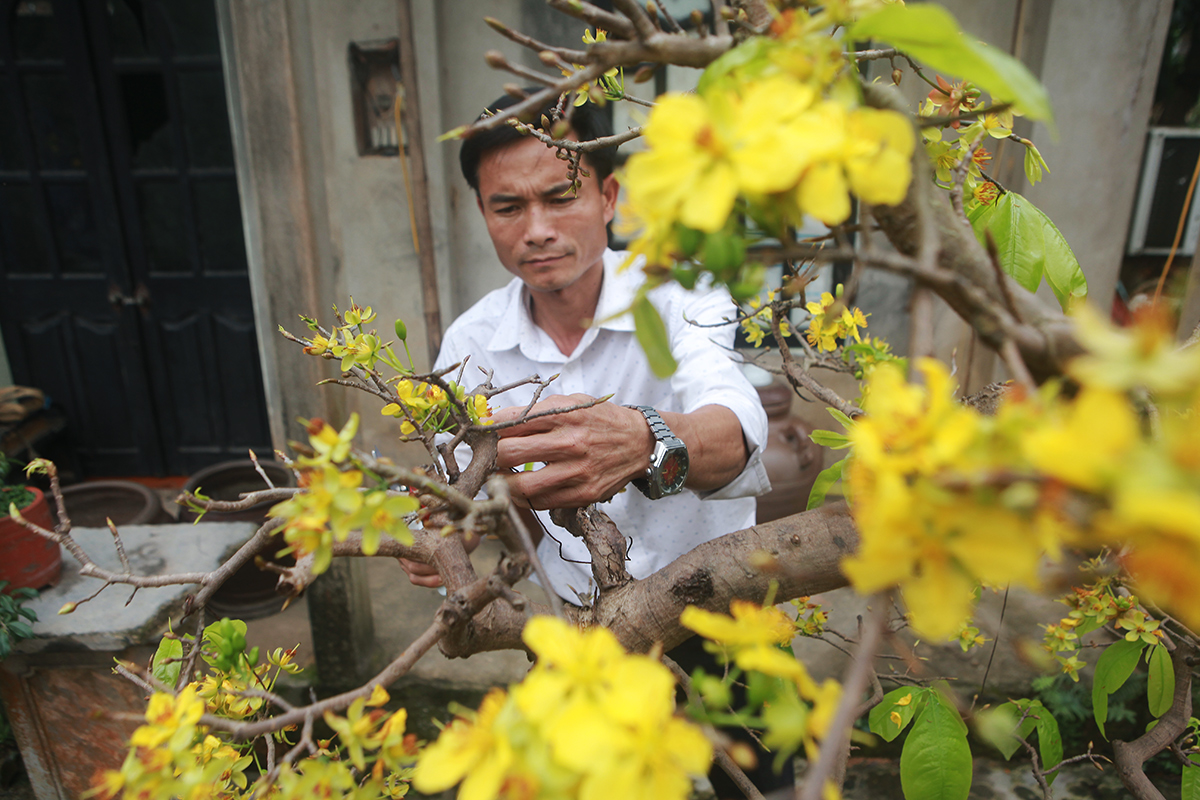 “Năm nay, khách đã đặt thuê gần hết, giờ còn có mấy cây trong vườn, sát Tết khách đến lấy về, giá thuê từ 5 – 15 triệu đồng/ cây. Giá mai vàng Yên Tử bao giờ cũng cao hơn mai vàng Bình Định nhưng lại được người tiêu dùng ưa chuộng, đa số là khách quen”, anh Khải cho biết.