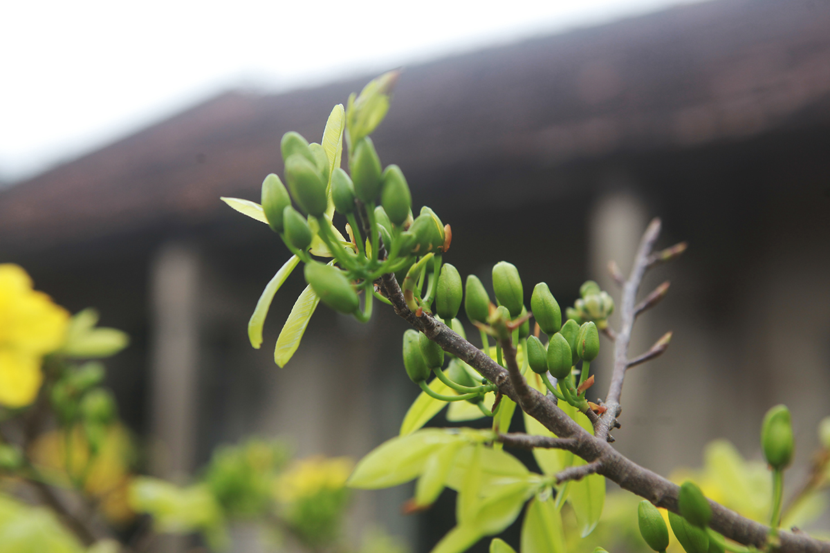 Mai vàng Yên Tử là loài hoa đặc hữu của núi rừng Yên Tử, mọc rải rác trong rừng, trên những vách đá hiểm trở. Mai vàng Yên Tử có màu vàng chanh&nbsp; tươi, đặc trưng 5 cánh hoa và có mùi thơm nhẹ nhàng do nở vào thời tiết lạnh giá.