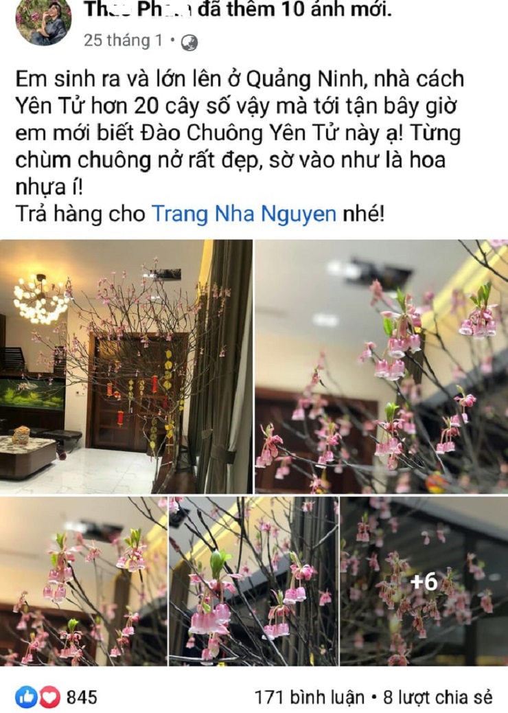 Những bông đào chuông nở rộ từng chùm, nhiều chị em ngạc nhiên truy tìm nơi bán