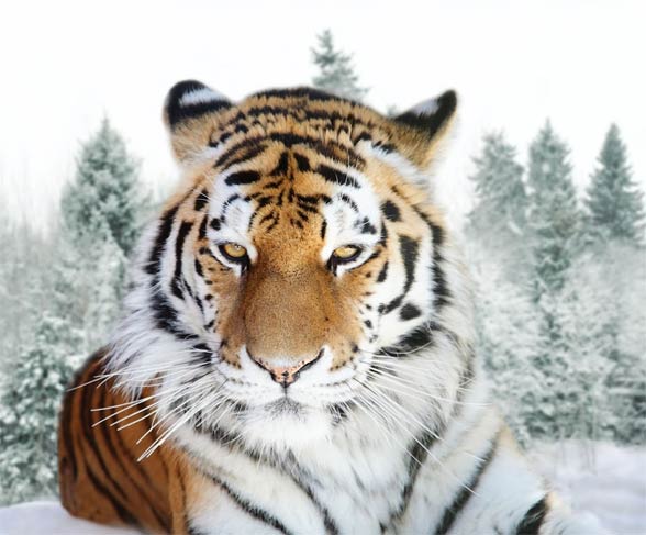 Câu chuyện hổ Siberia "báo thù" được một nhà văn người Mỹ viết trong cuốn sách xuất bản năm 2010. Ảnh: Dino Animal