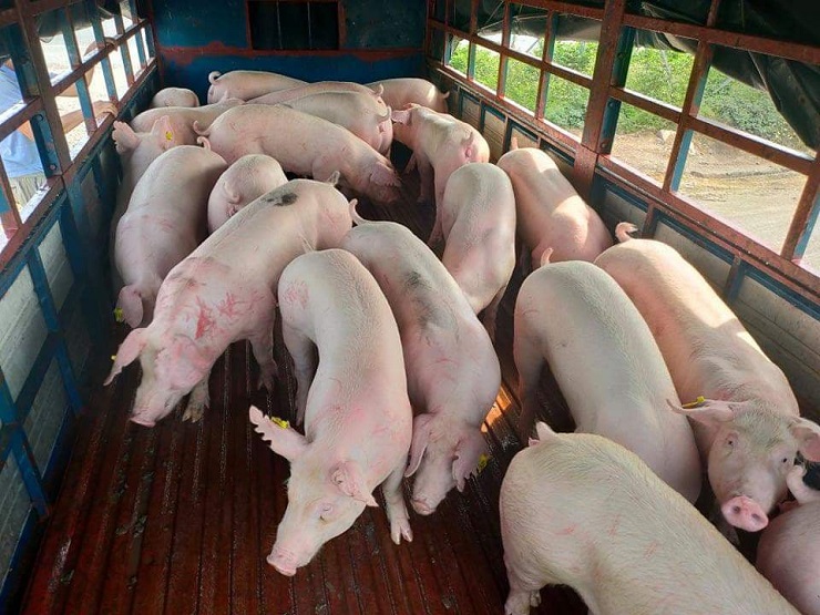 Những ngày cận tết, giá lợn hơi đã tăng trở lại tổng cộng khoảng 14.000-16.000 đồng/kg so với trước&nbsp;
