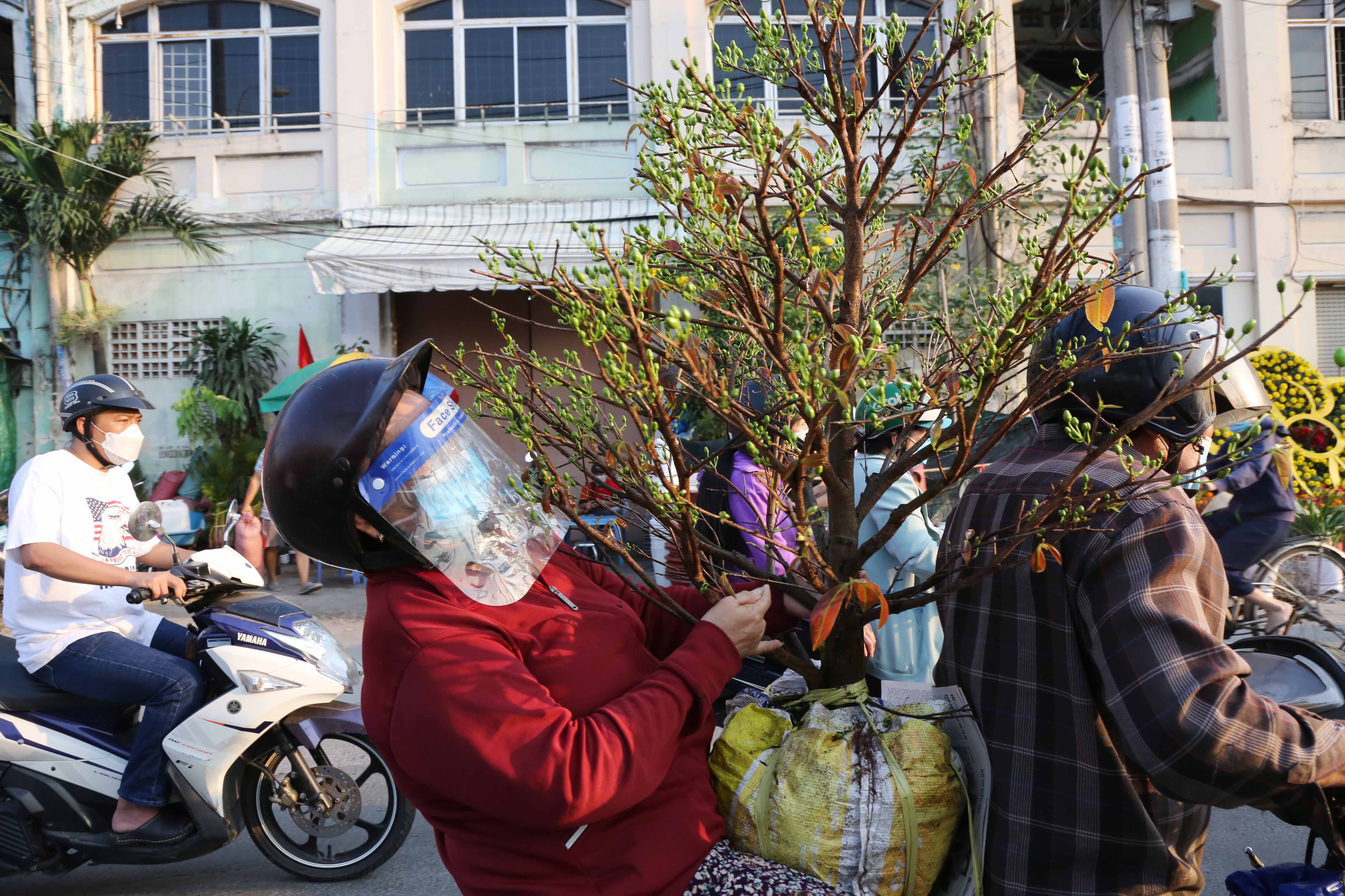 Sau khi chọn được cây mai ưng ý, gia đình này đã “chở xuân về nhà”.