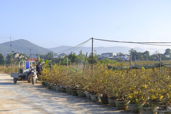 Theo chân thương lái và những người chuyên chở, những chậu hoa mai vàng Bình Định đến được khắp các tỉnh thành trong cả nước, thỏa mãn nhu cầu chơi mai dịp Tết.