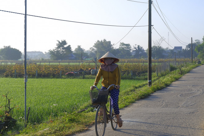 Không khí bình yên và thân thương trên làng hoa mai vàng thị xã An Nhơn.