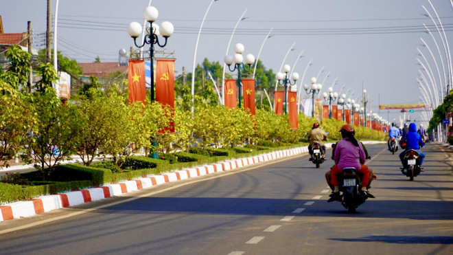 Độc đáo 900 cây mai làm dải phân cách trên quốc lộ 56 - 1